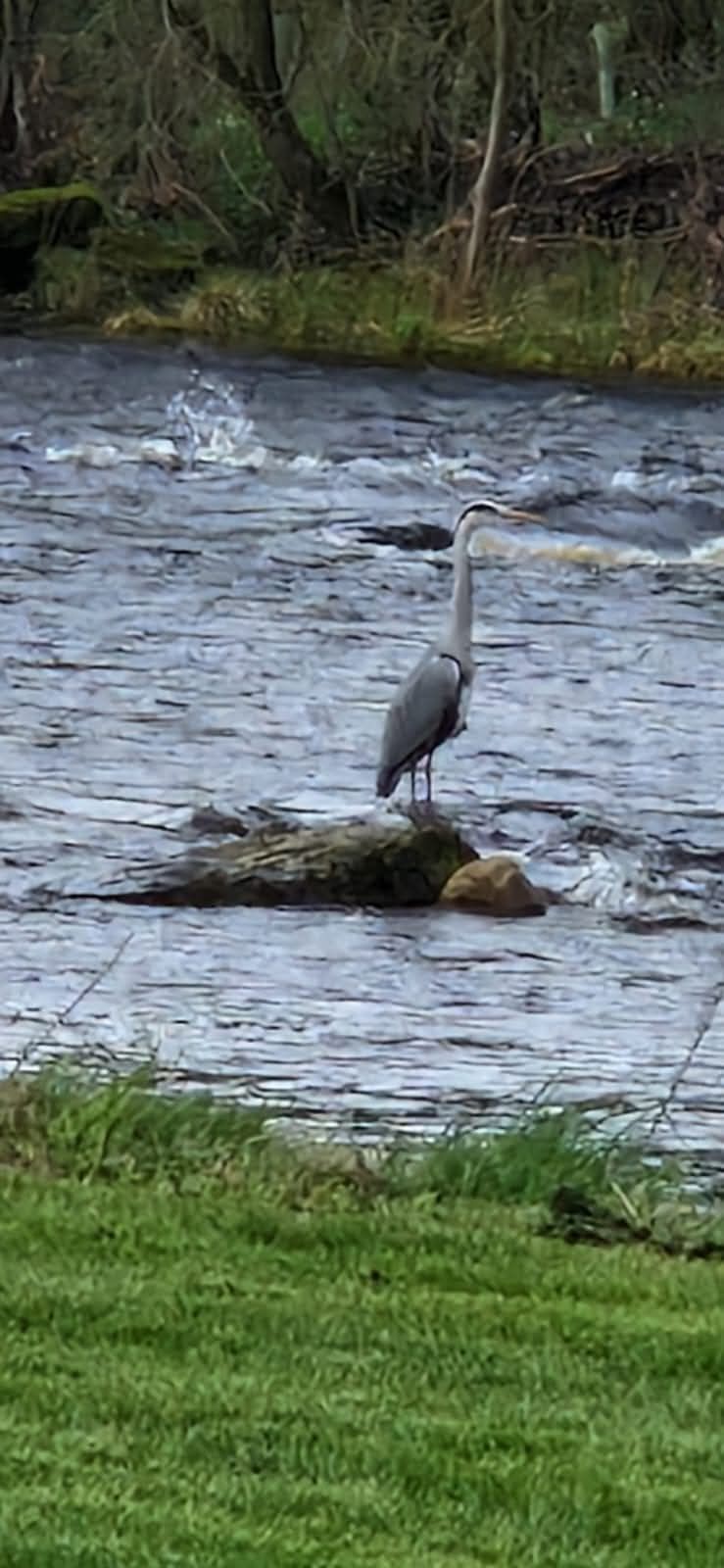A gray heron stands on a rock in a river. The water is flowing around it with green grass in the foreground.