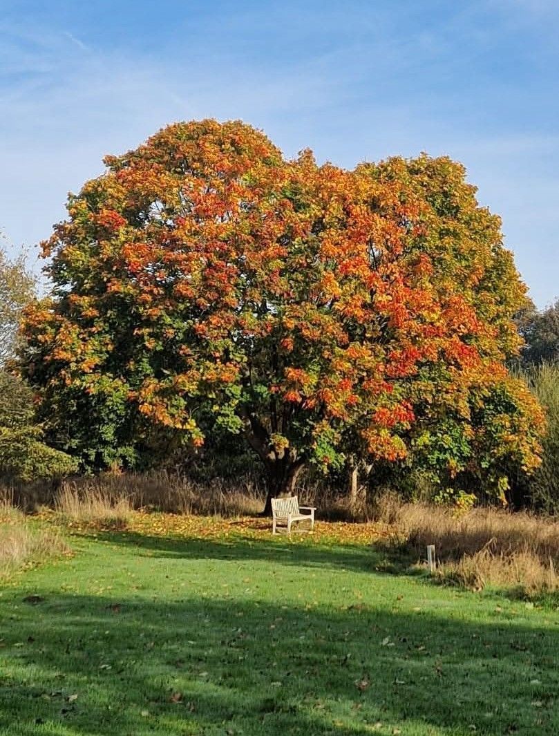 Autumn tree with orange and green leaves over a park bench in a grassy field under a blue sky.