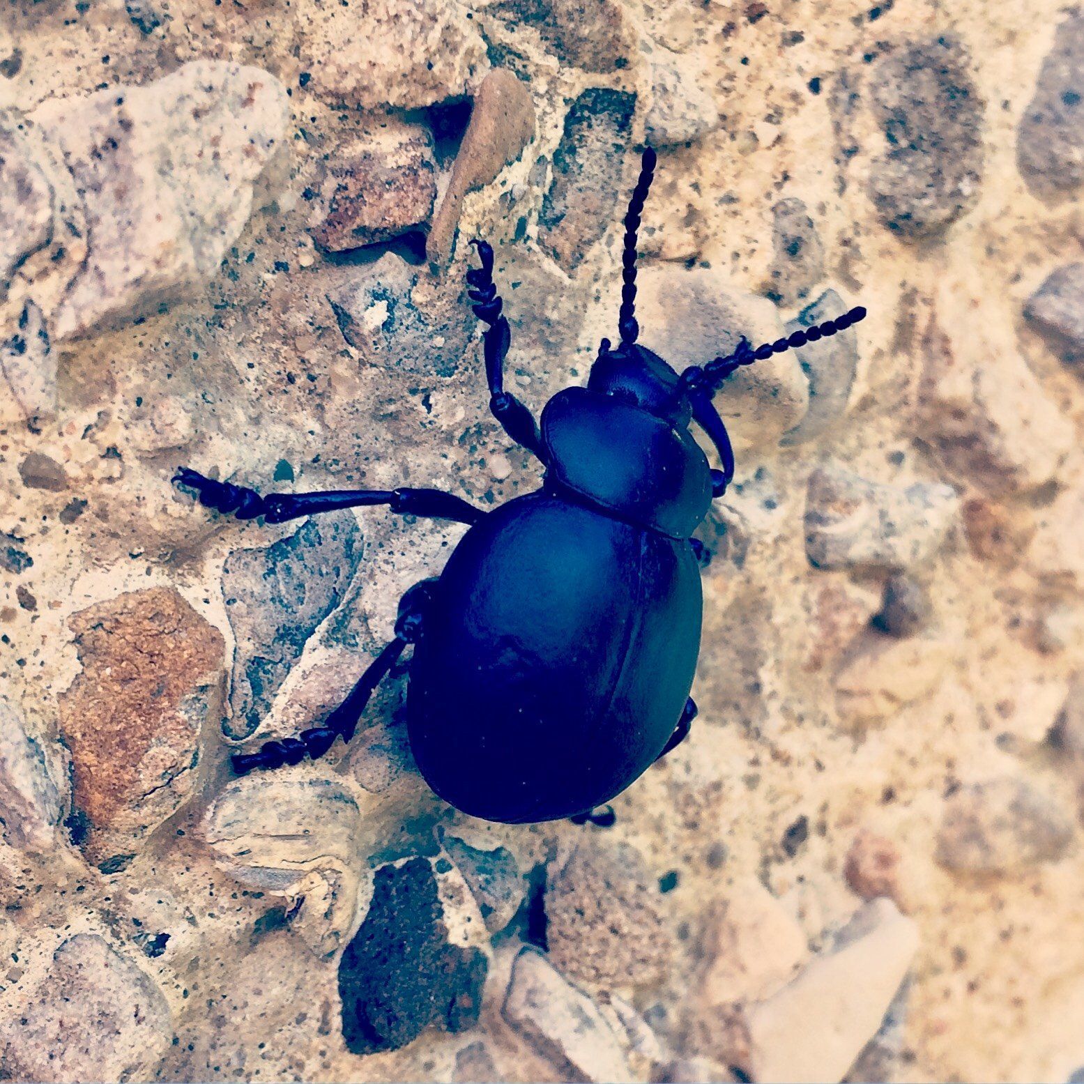 Black beetle on a textured, stone surface.