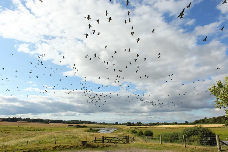 A large flock of dark birds flying in a cloudy blue sky above a grassy field.