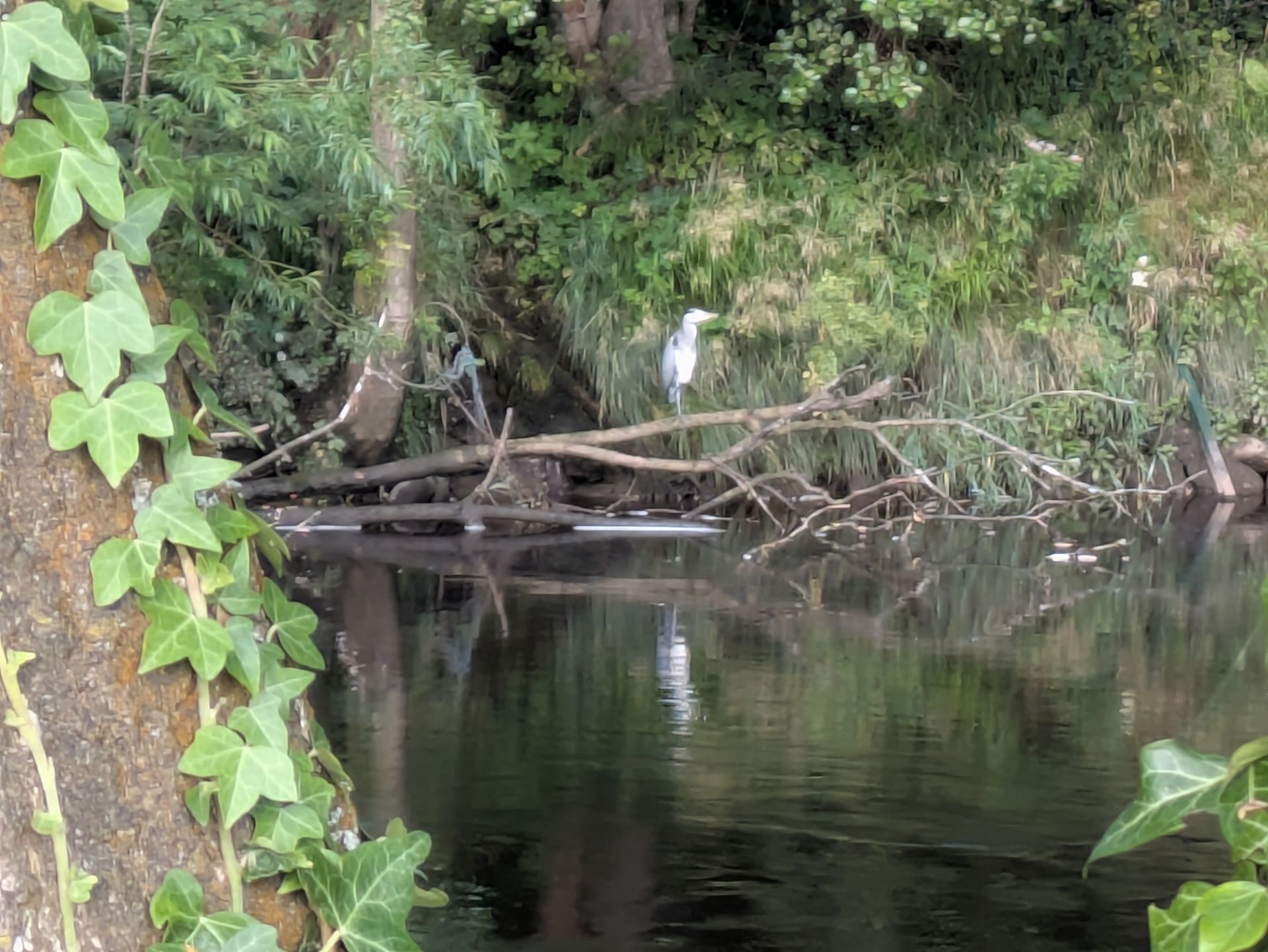 Heron perched on a fallen tree over a dark river, surrounded by lush green foliage.