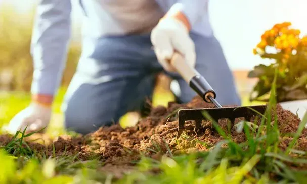 Una persona trabaja en el jardín con un rastrillo de mano en la tierra junto a flores amarillas y césped verde.