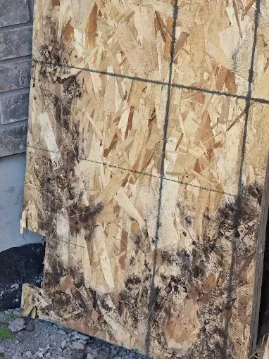 OSB board with significant black mold growth.