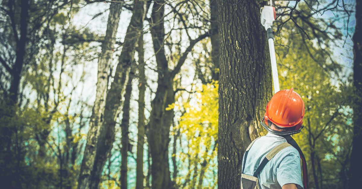 man removing an old tree using a manual blade to cut it down, the eco-friendly way for a great rate in Marietta, cobb county ga