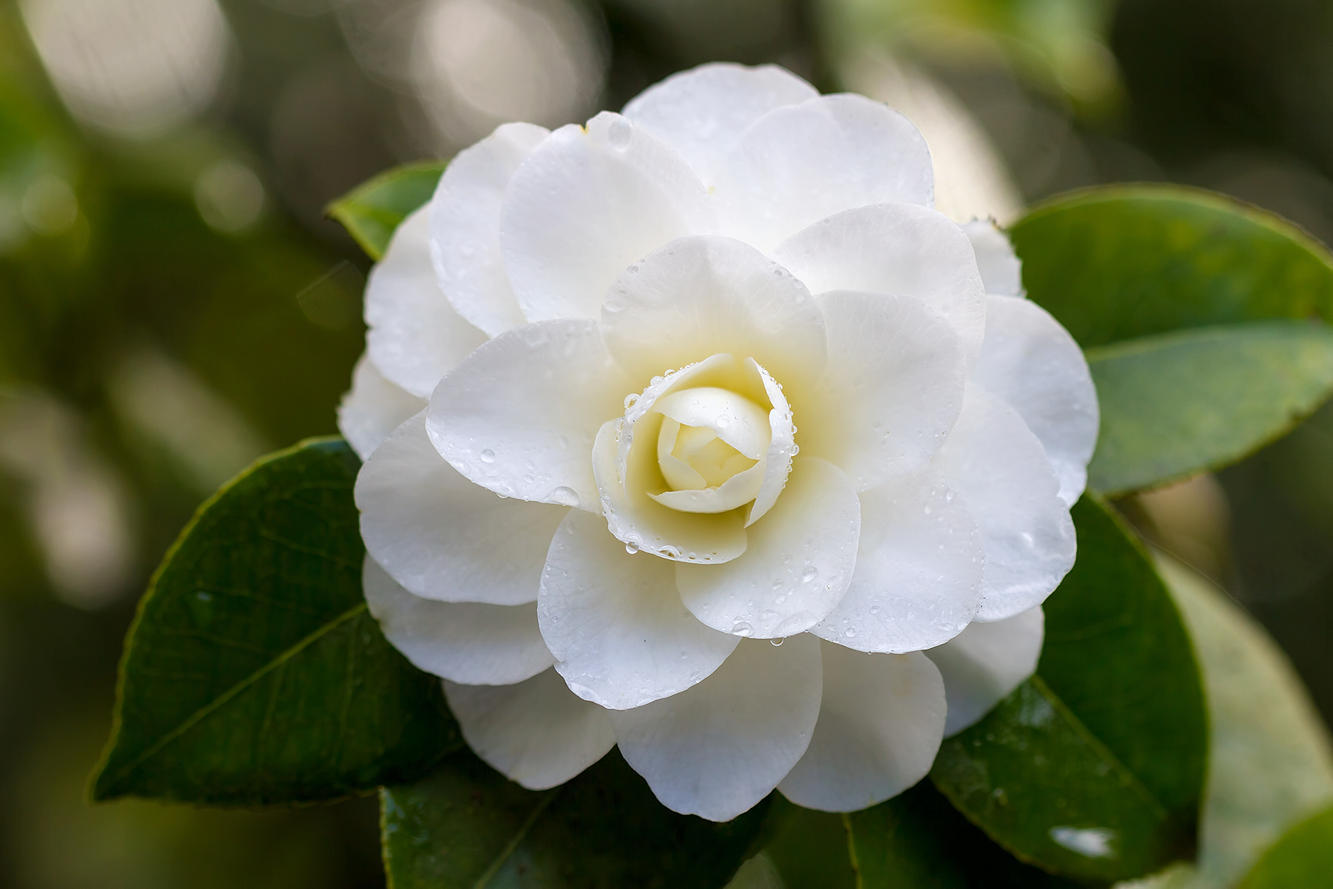 Local Floral Arrangements for Funeral Services in New Orleans and the Surrounding Areas Harvey, LA and Marrero LA