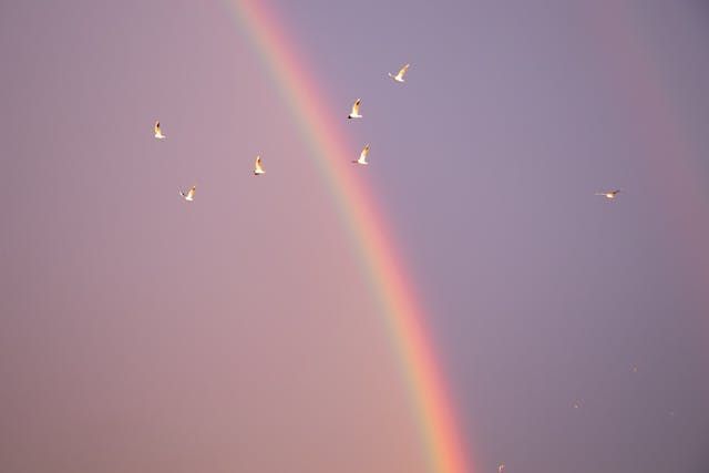 Soft rainbow rises through a pastel sky as a small flock of birds glides overhead, offering a hopeful, peaceful scene with funeral homes in Marrero, LA
