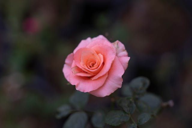 A single pink rose blooms softly, offering a gentle symbol of remembrance often associated with funeral homes in New Orleans, LA