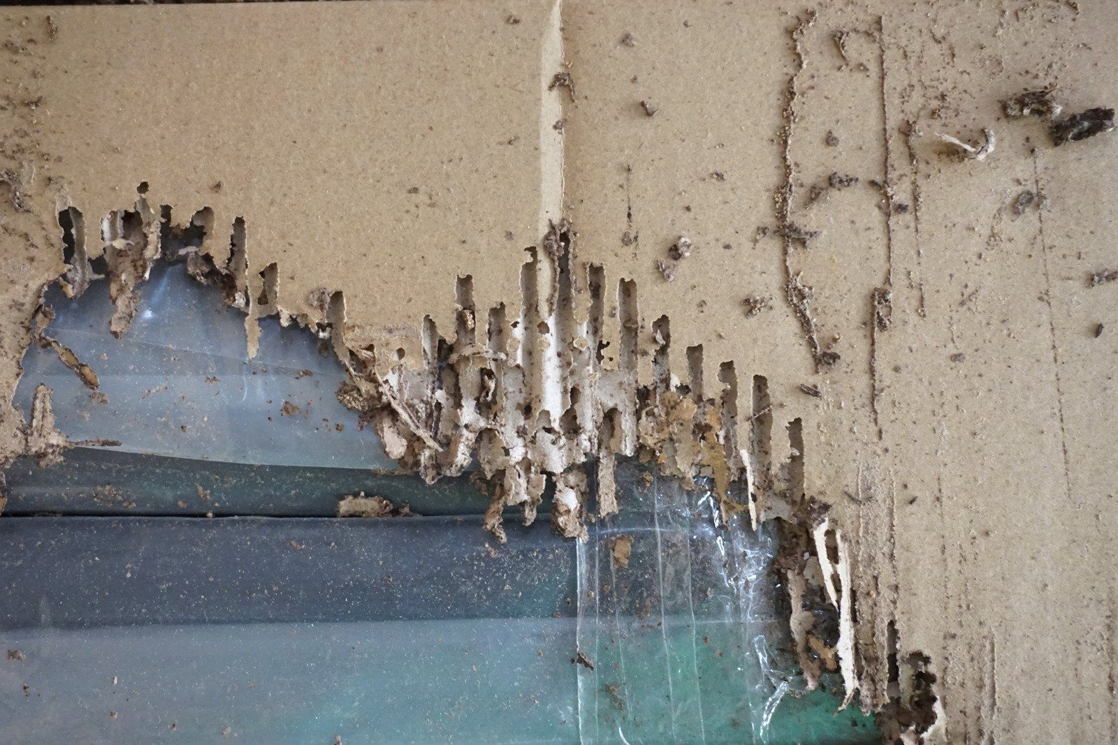 Damaged cardboard revealing a blue-green layer beneath, with termite-like destruction along the edges.