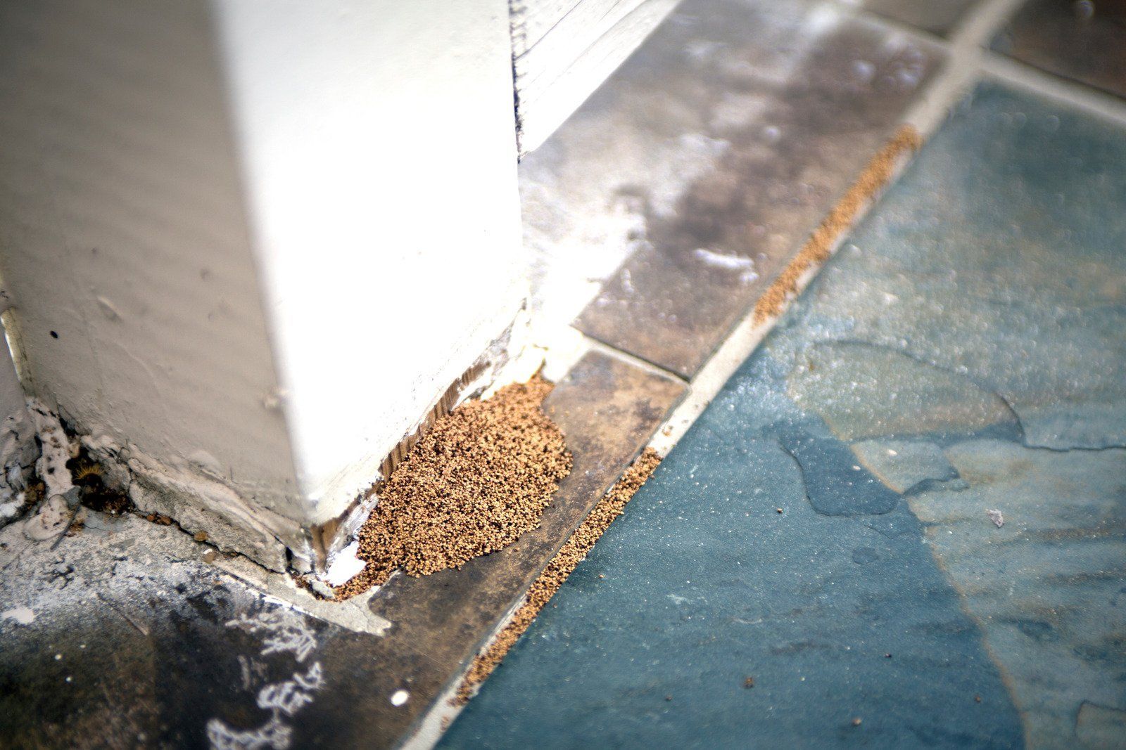 A pile of termites at the base of a white wall, on blue and gray tiled floor.