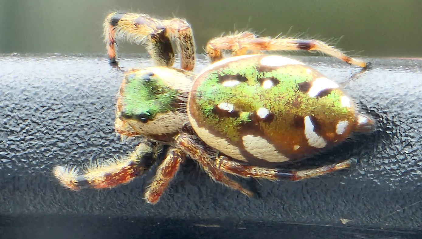 exterminator in Mechanicsville