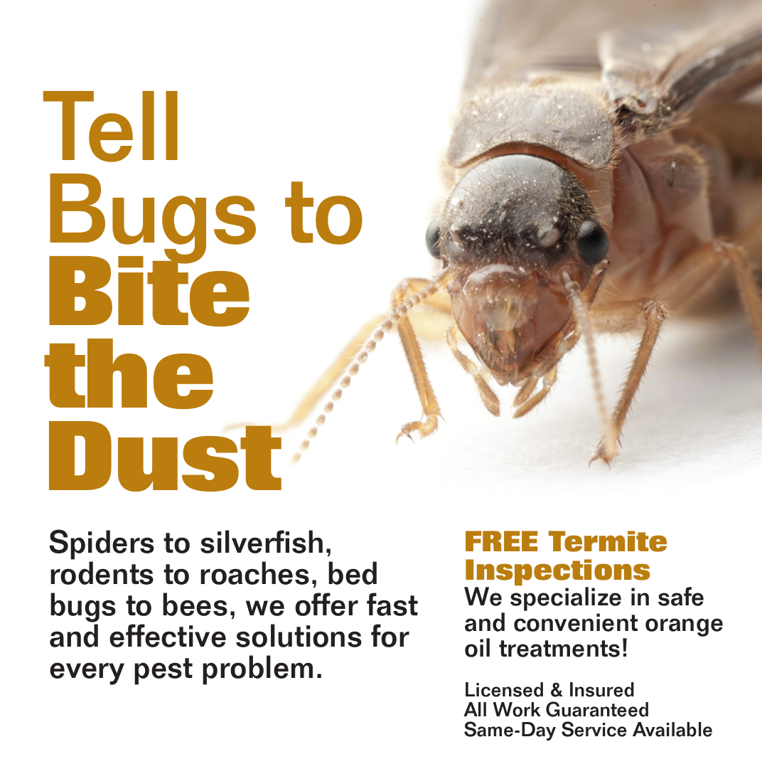 termite inspection