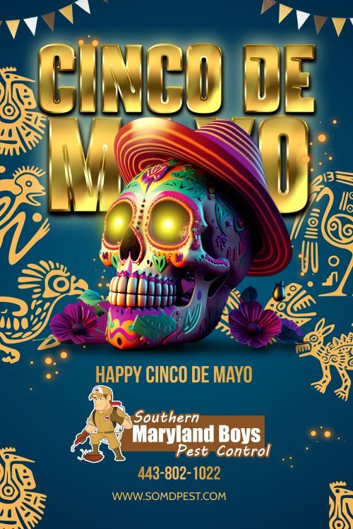 A poster for cinco de mayo with a sugar skull wearing a sombrero.