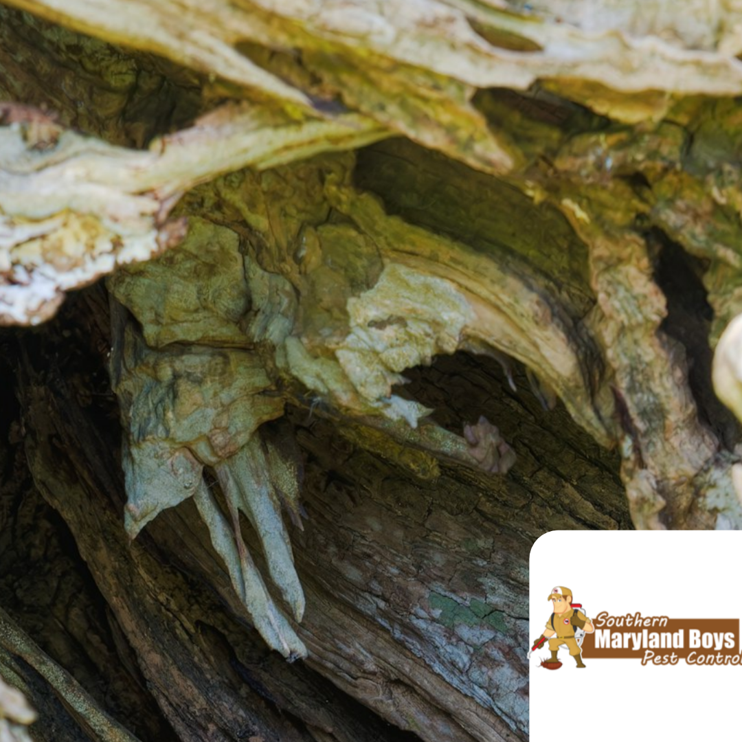 A close up of a tree trunk with a southern maryland boys pest control logo
