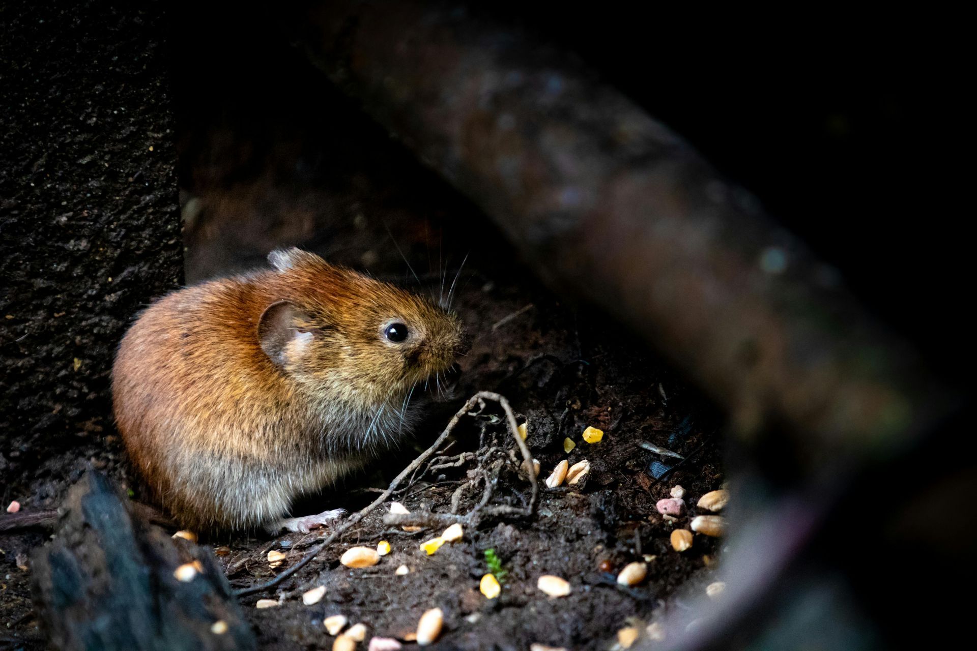 A small mouse is sitting in the dirt eating food.