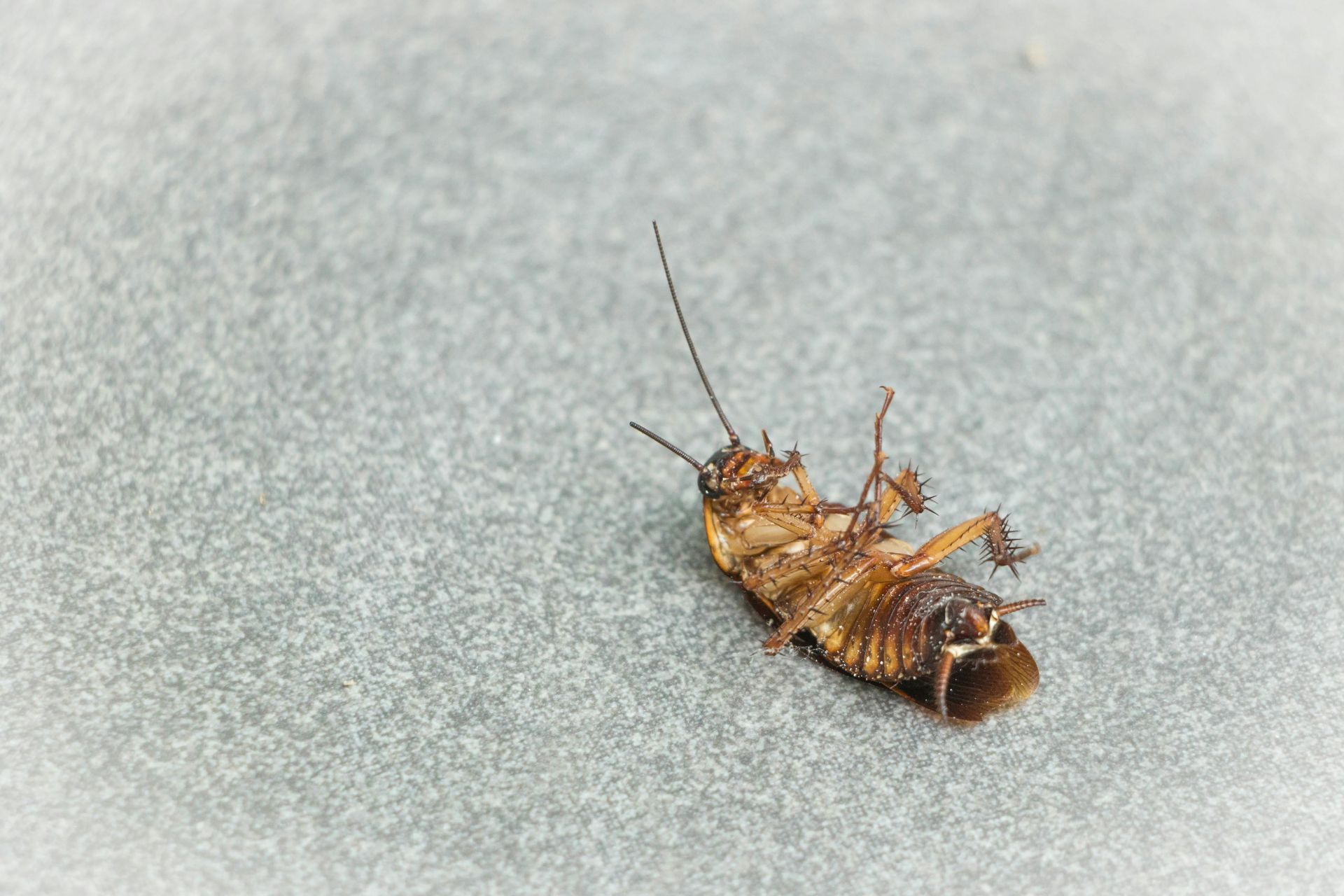 north beach cockroach extermination