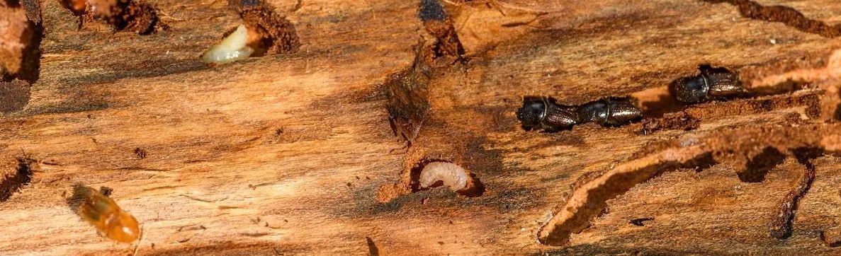 termite removal