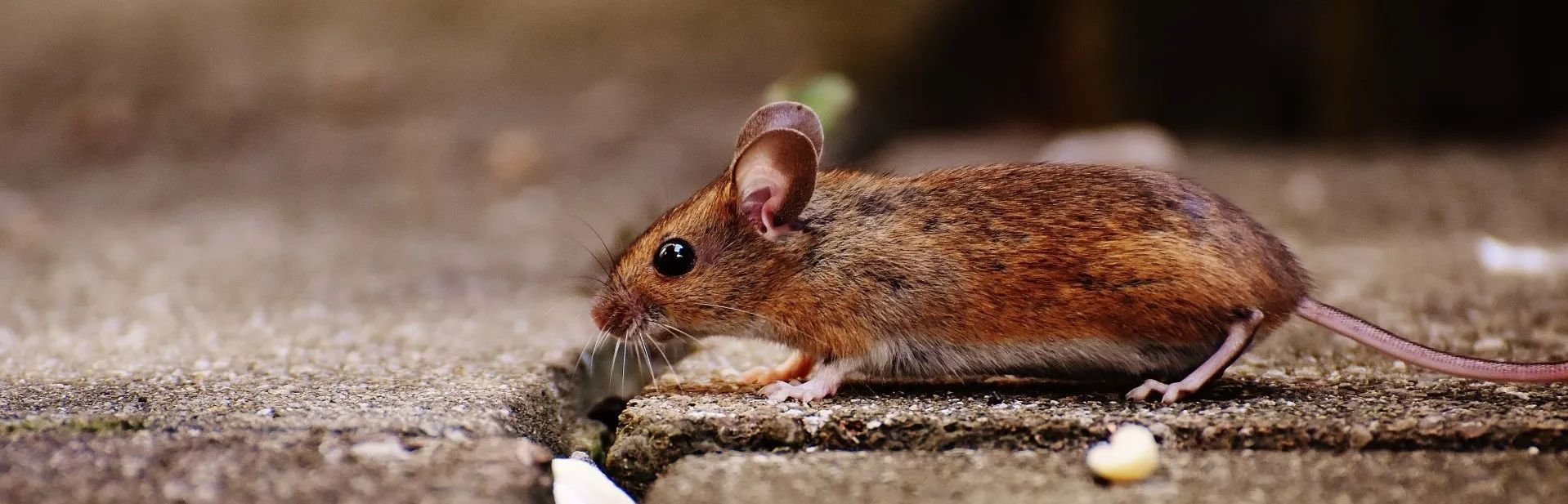 mouse infestation