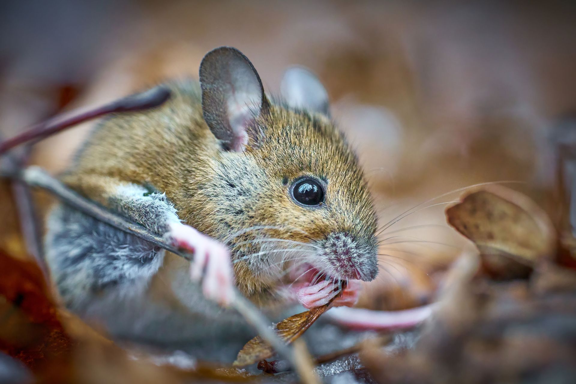 Mice warning signs southern maryland