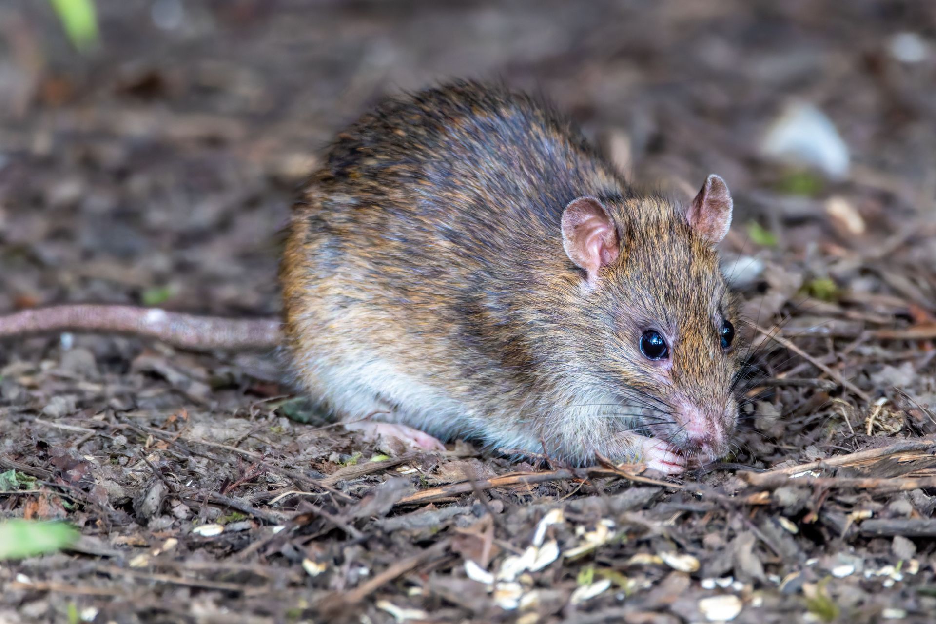 rodent control