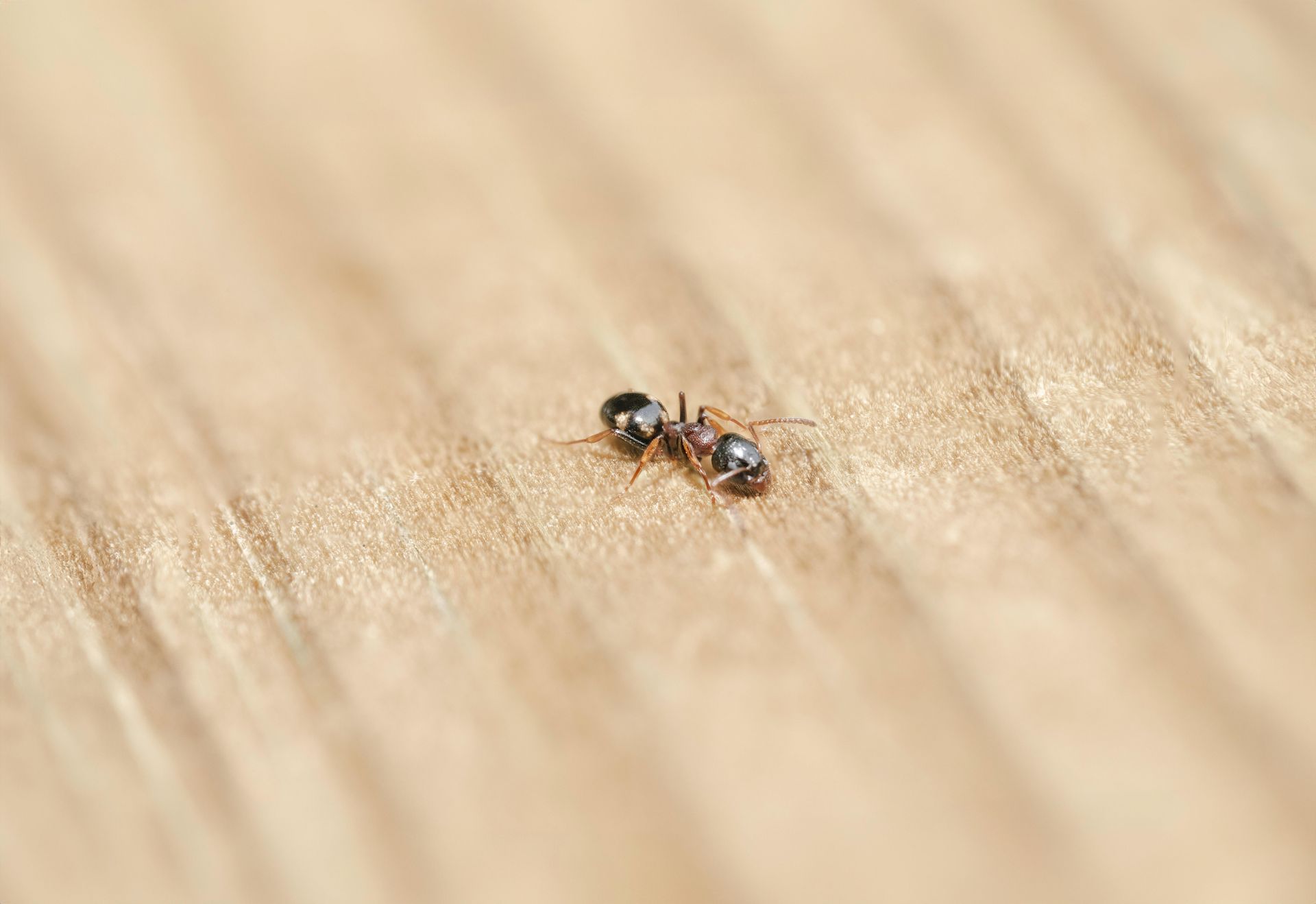 carpenter ants in southern md