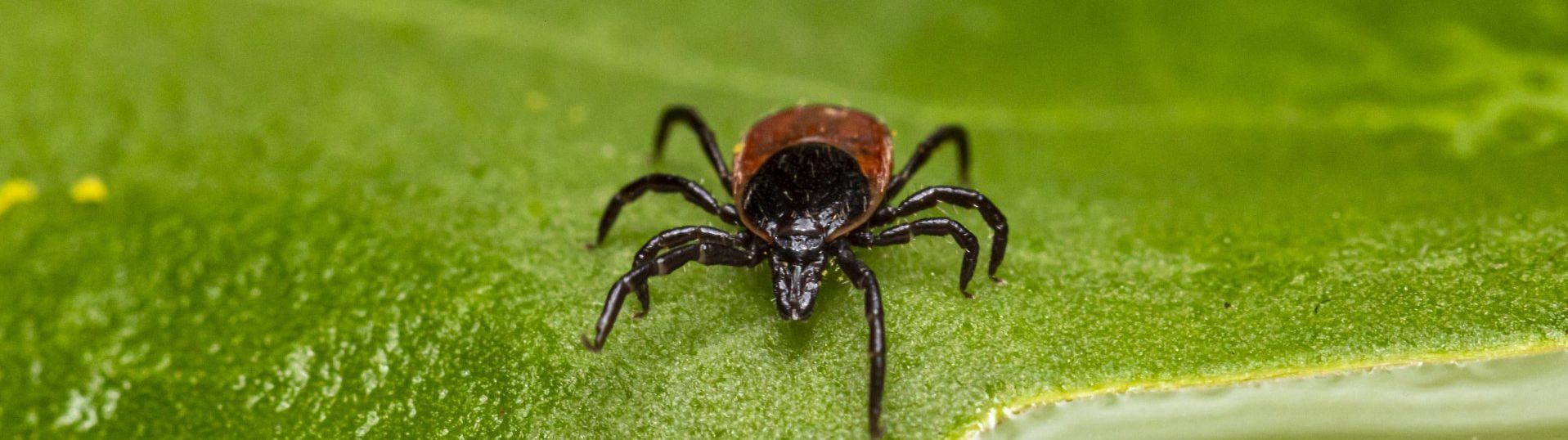 ticks in southern md