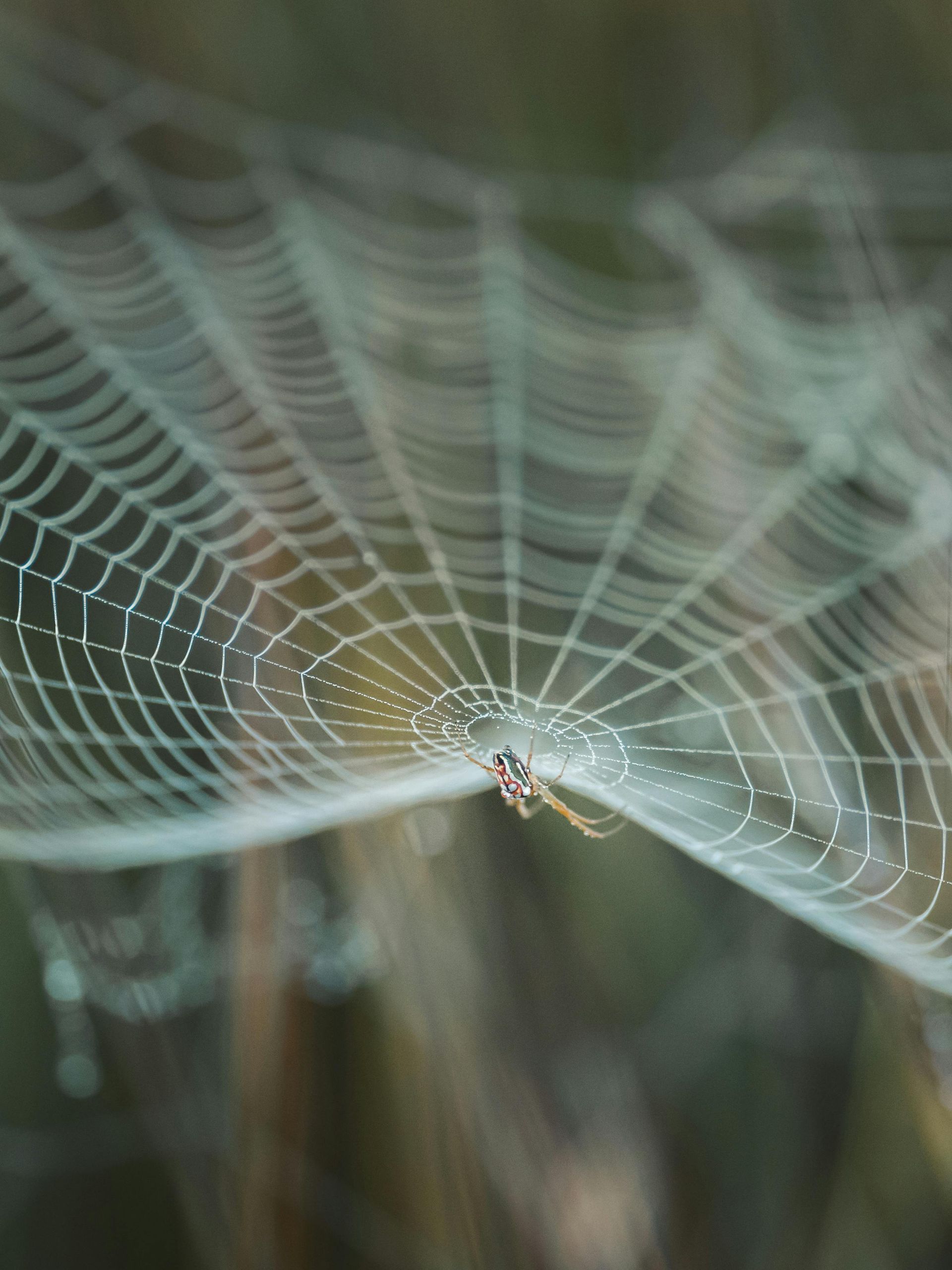 spider web