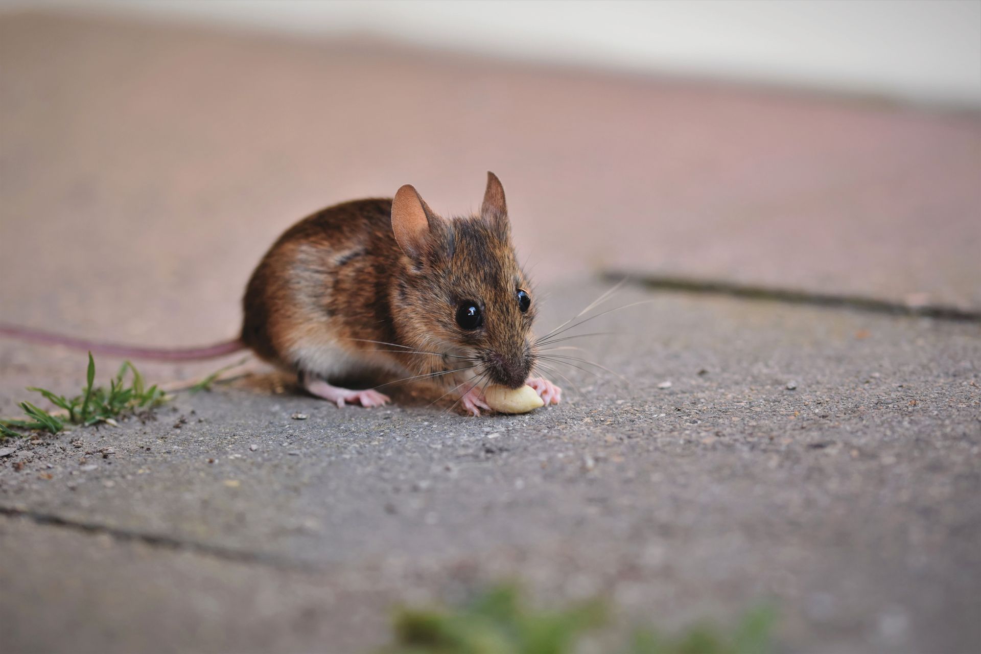 Why Fall is Mouse Season in Southern MD