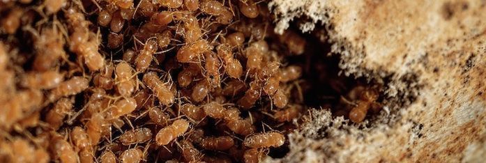termtes eating a calvert county md home and porch