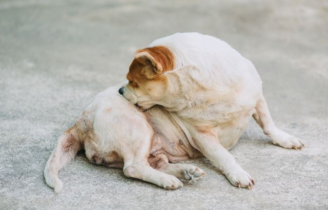 dog with fleas scratching himself
