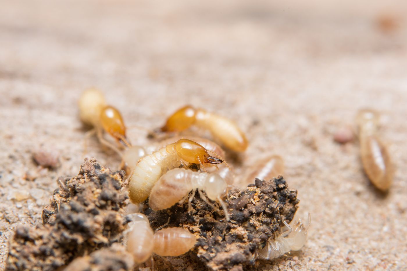 termites in dunkirk md. 