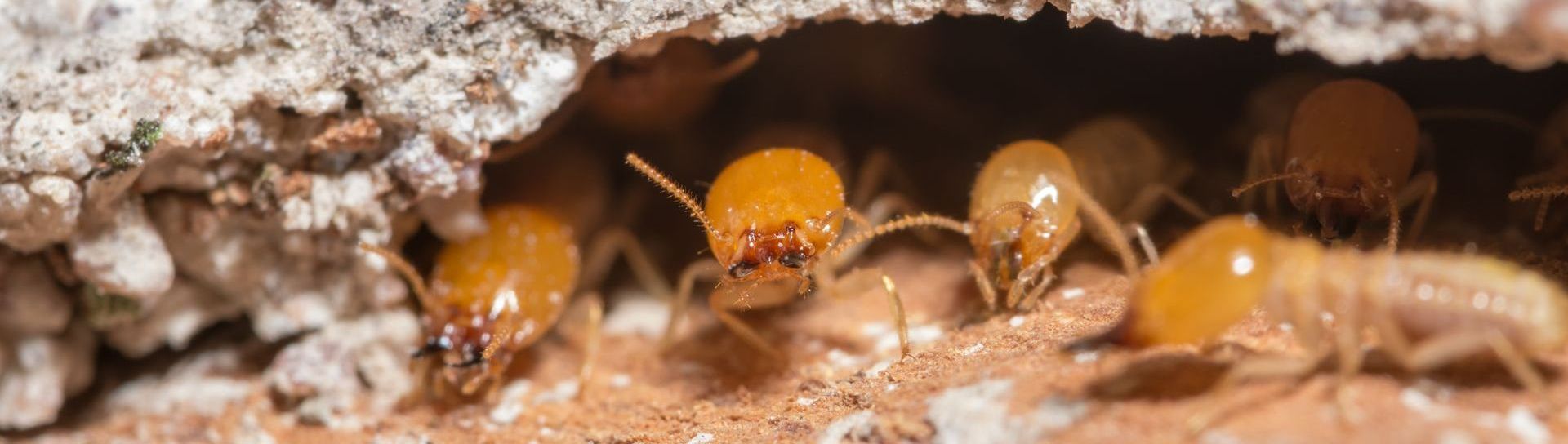 termites in southern md home