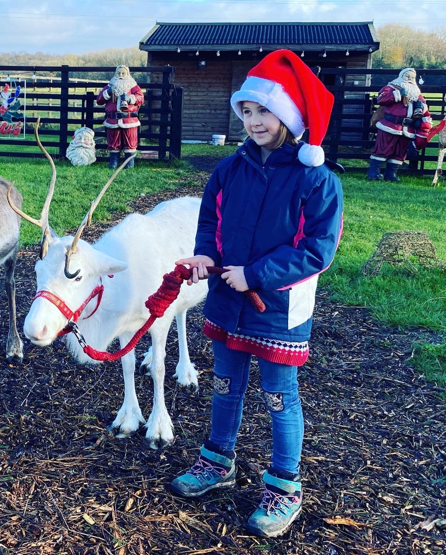 A little girl wearing a santa hat is standing next to a reindeer.
