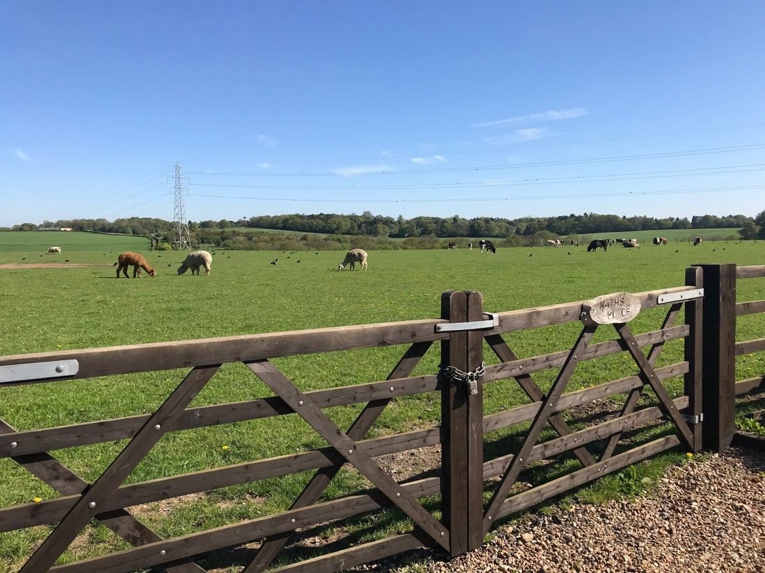 Sheep are grazing in a field behind a wooden fence.