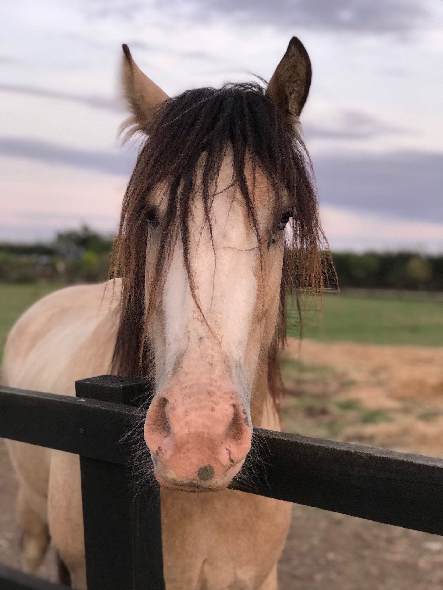 A horse with long hair is standing behind a fence.