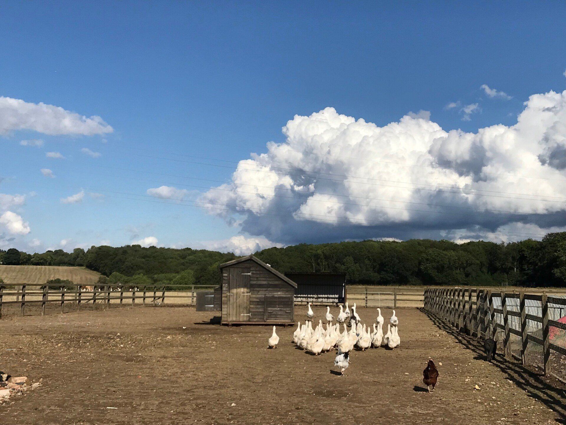 A bunch of ducks are standing in a dirt field