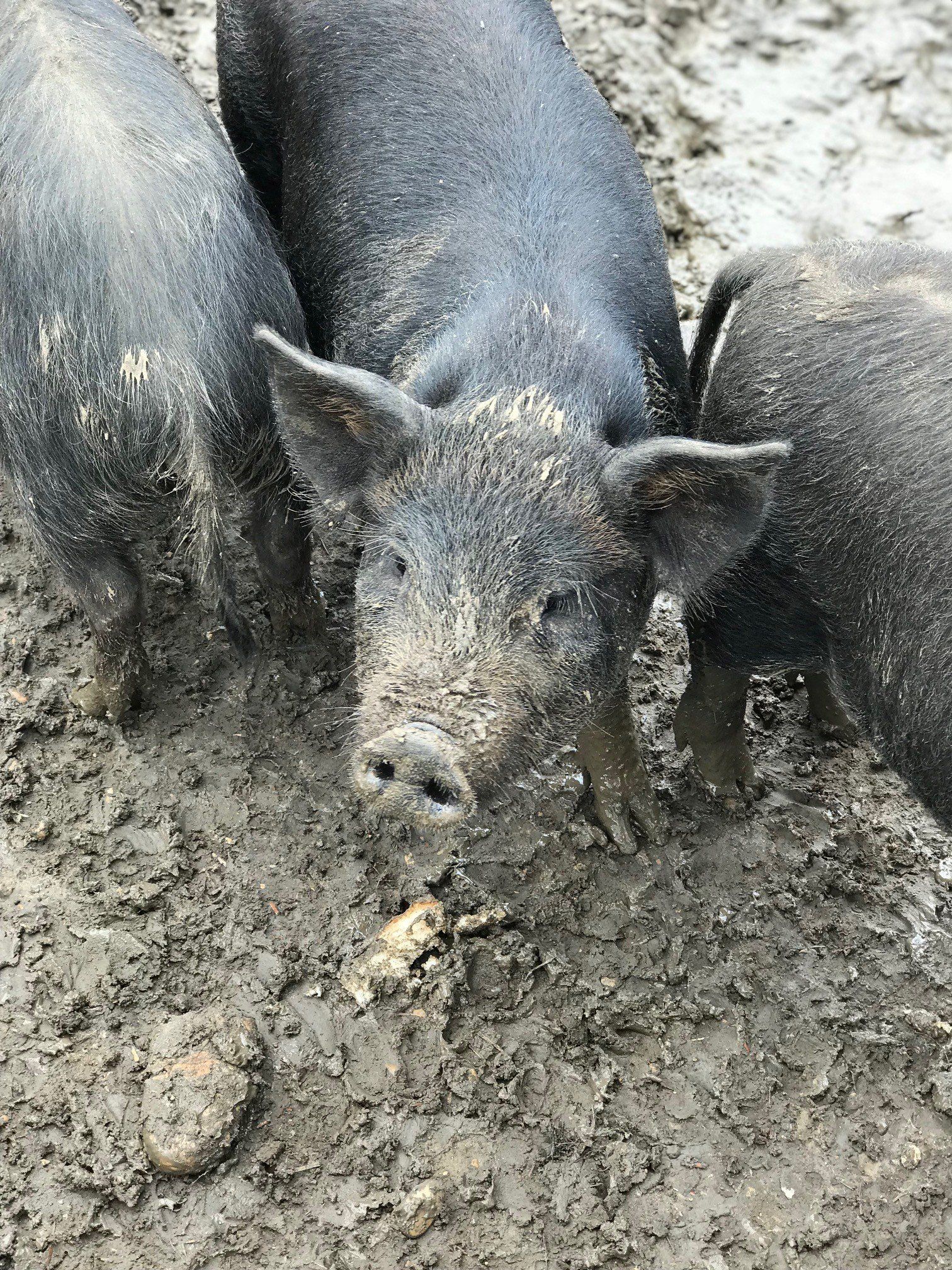 A muddy pig