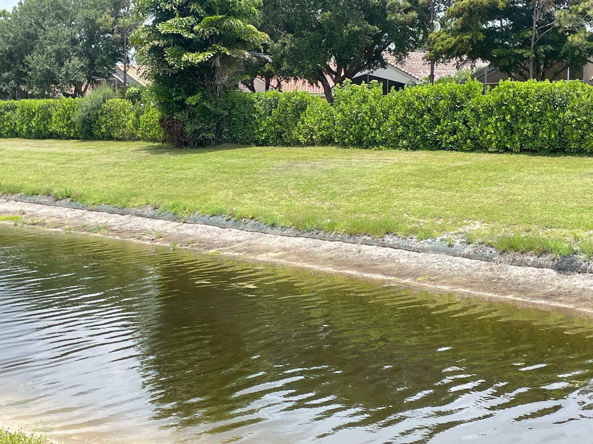 A calm pond with rippling water, a grassy bank, and lush green trees and shrubs in the background.