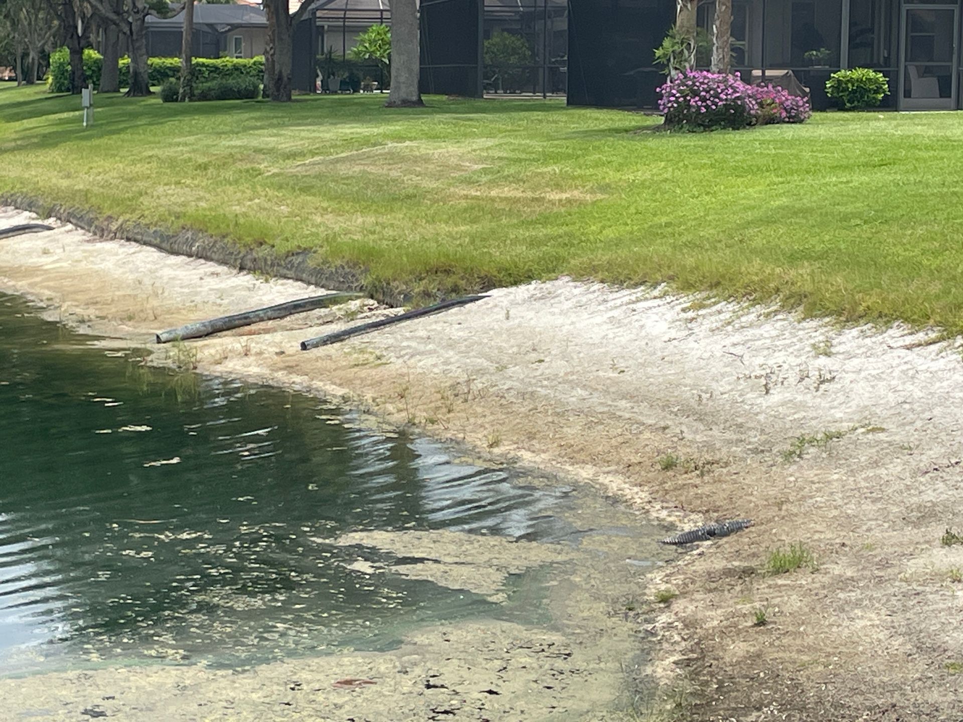 Sandy shoreline beside a green pond with grass and purple flowers on the bank