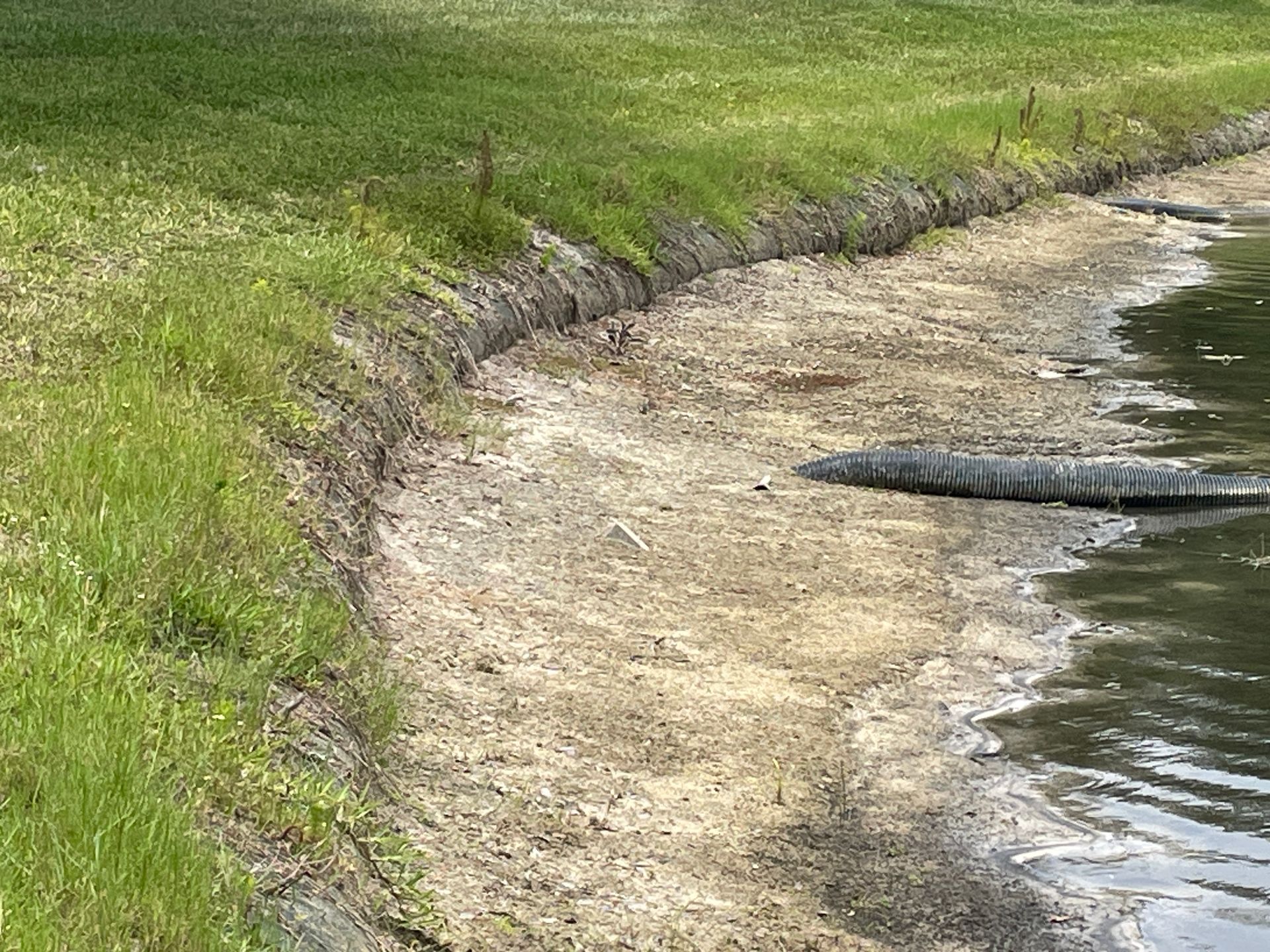Grassy bank beside a muddy shoreline with rippled water and a dark pipe or log extending into the water.