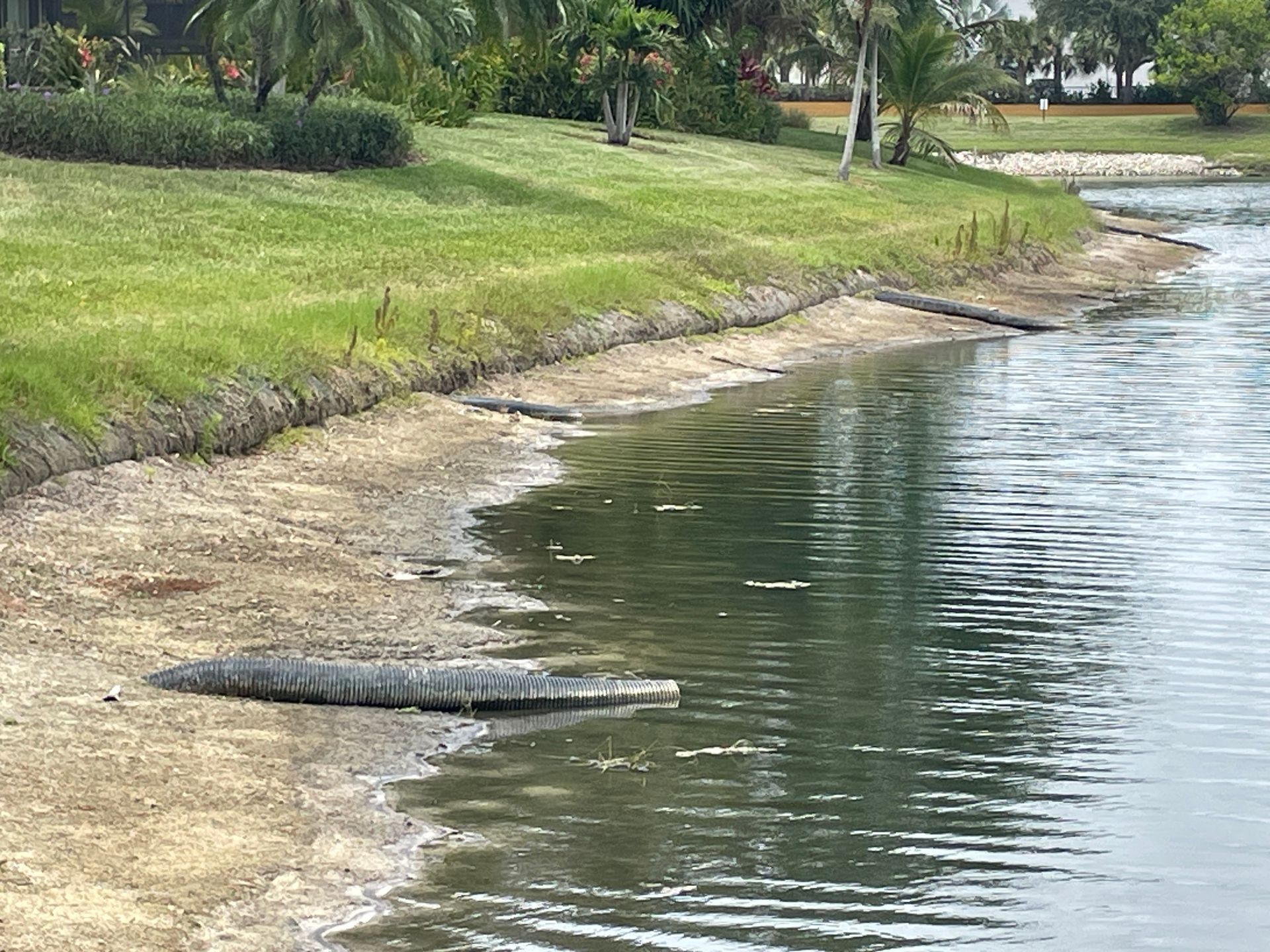 Alligator resting on a muddy riverbank beside calm water and grassy shore