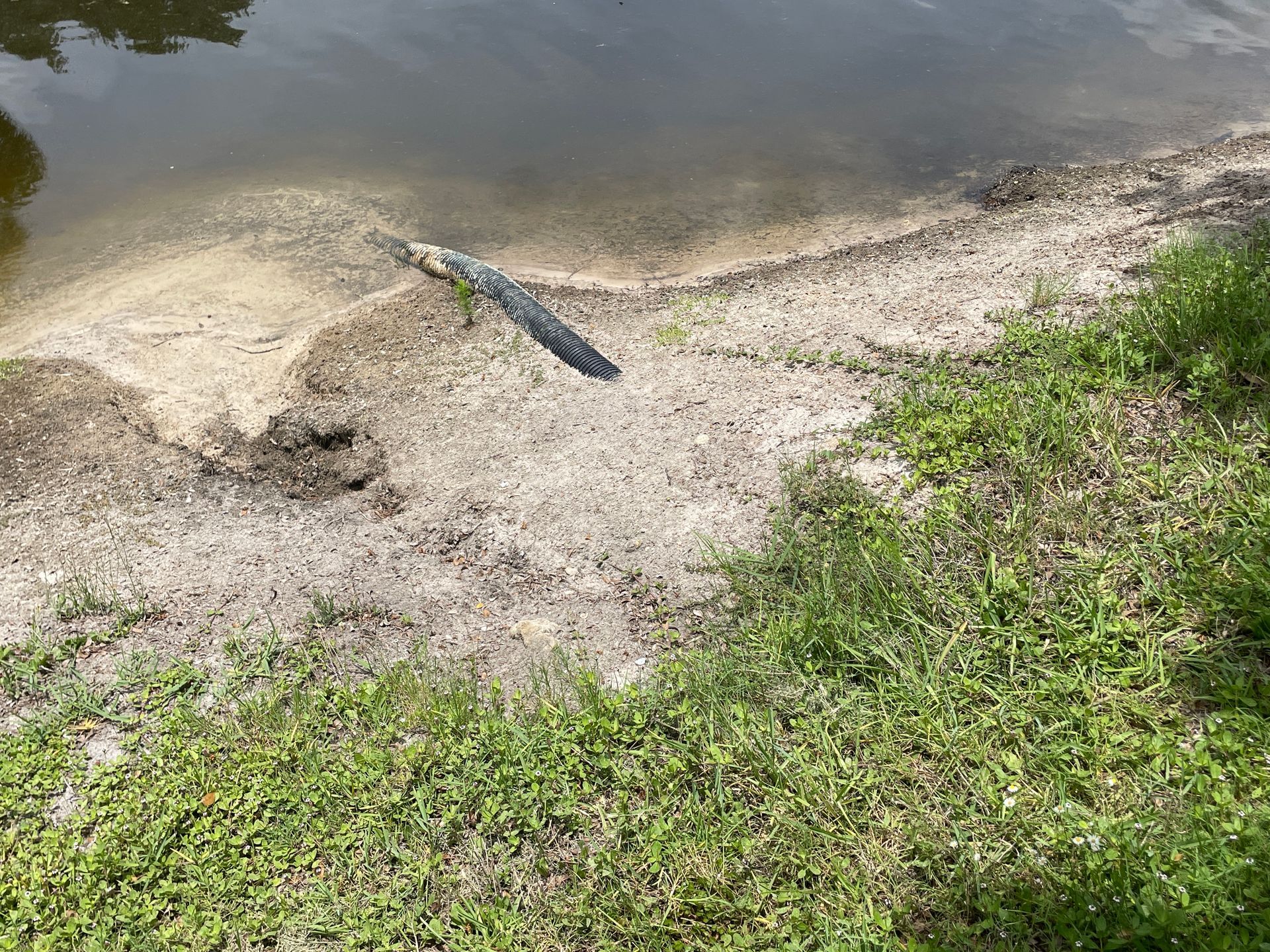Alligator resting on sandy riverbank beside calm water and green grass
