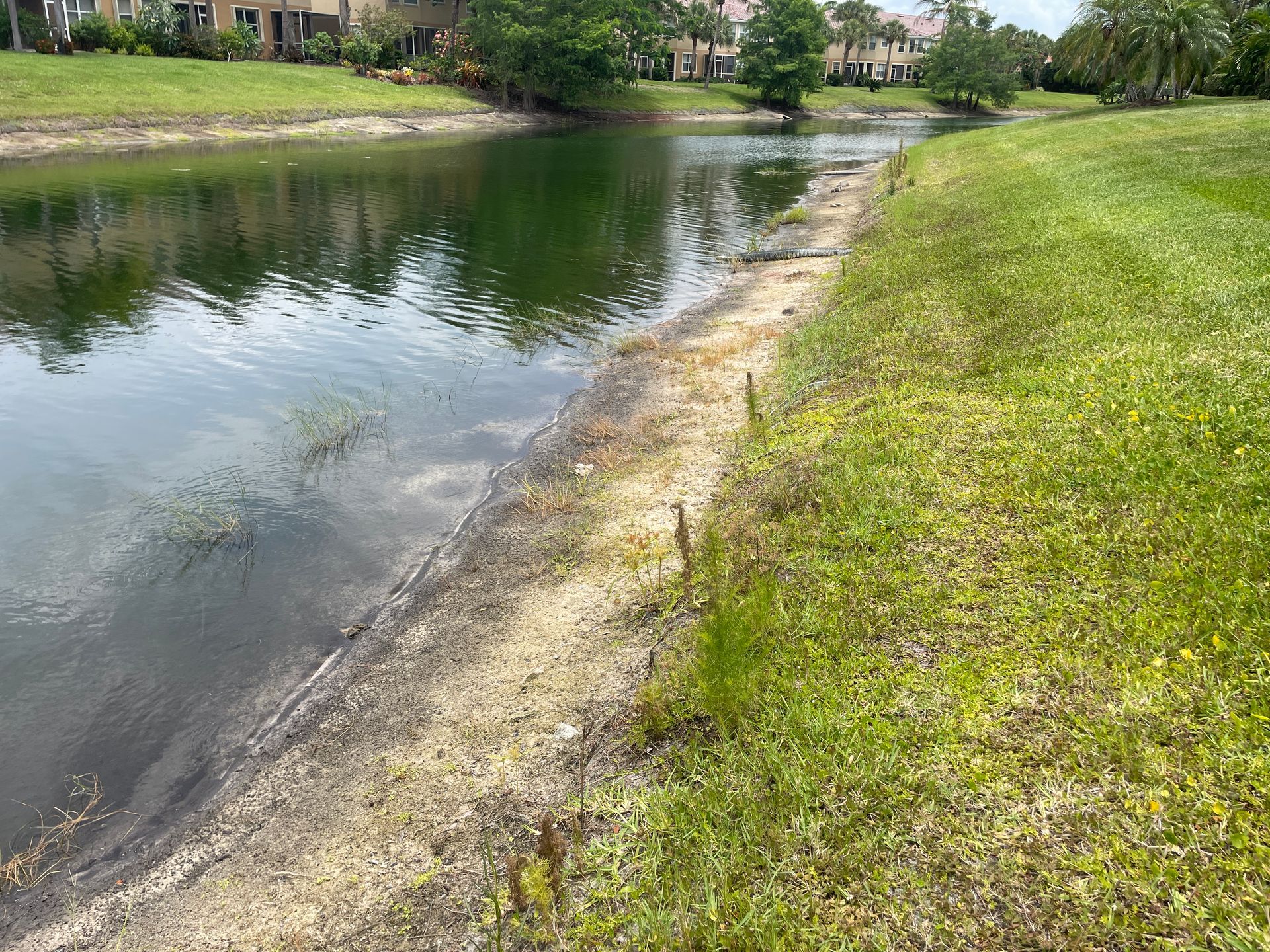 Curving pond shoreline with grassy bank, muddy edge, and houses reflected in calm water.