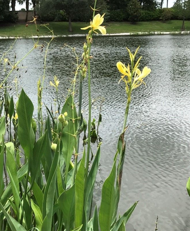 Yellow canna lilies bloom beside a calm lake. Green foliage and stalks stand tall.