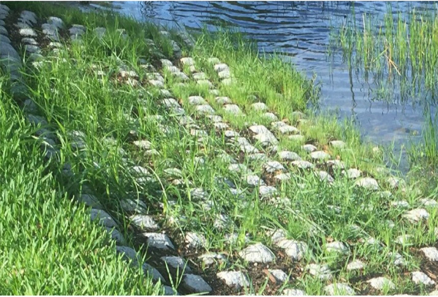 Hydroecology