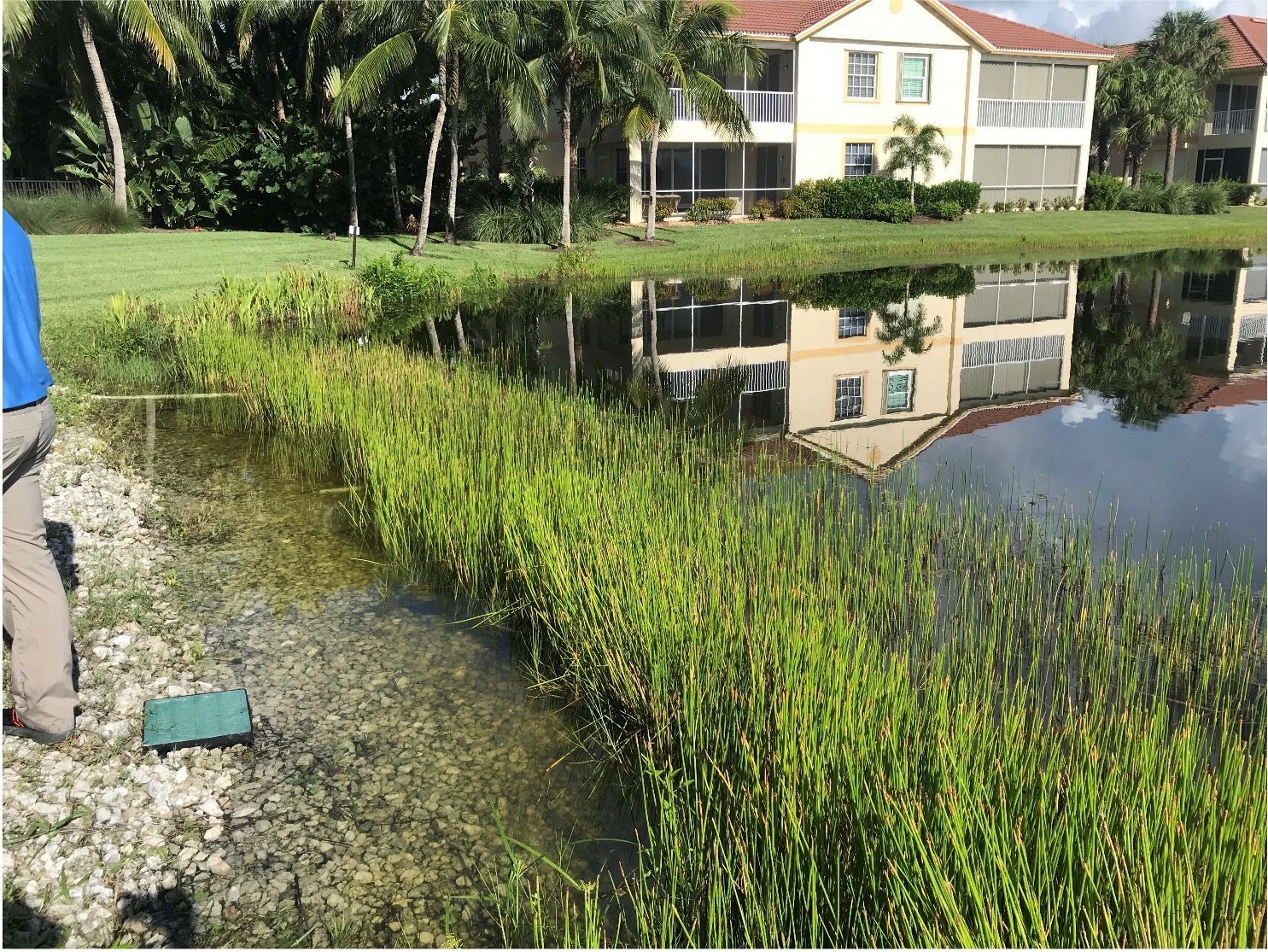 Person by a water edge with dense green plants, the water reflects a building and sky.