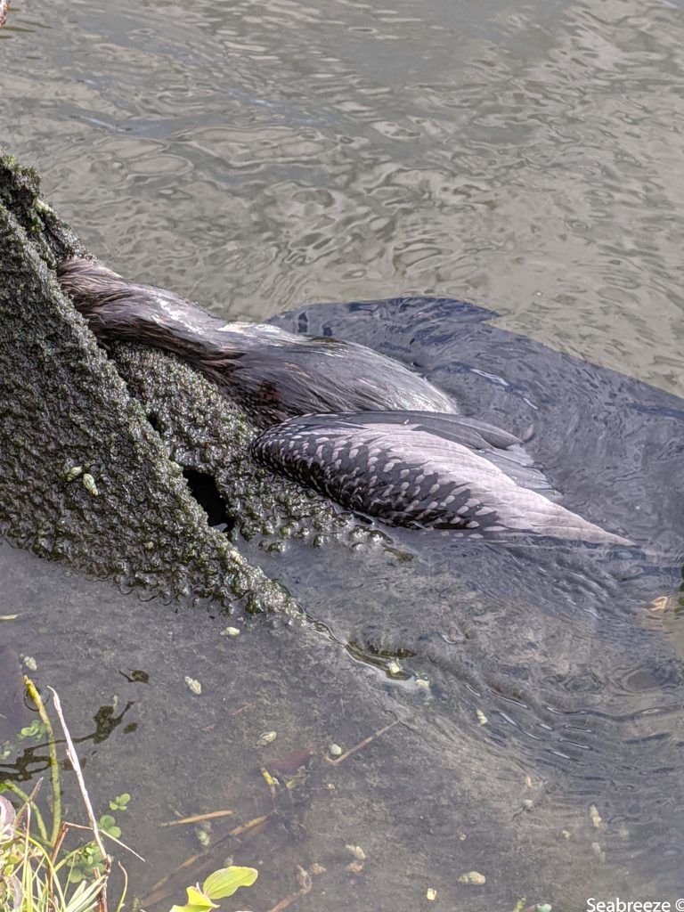 Three dark gray river otters swimming near a barnacle-covered wooden structure in water.