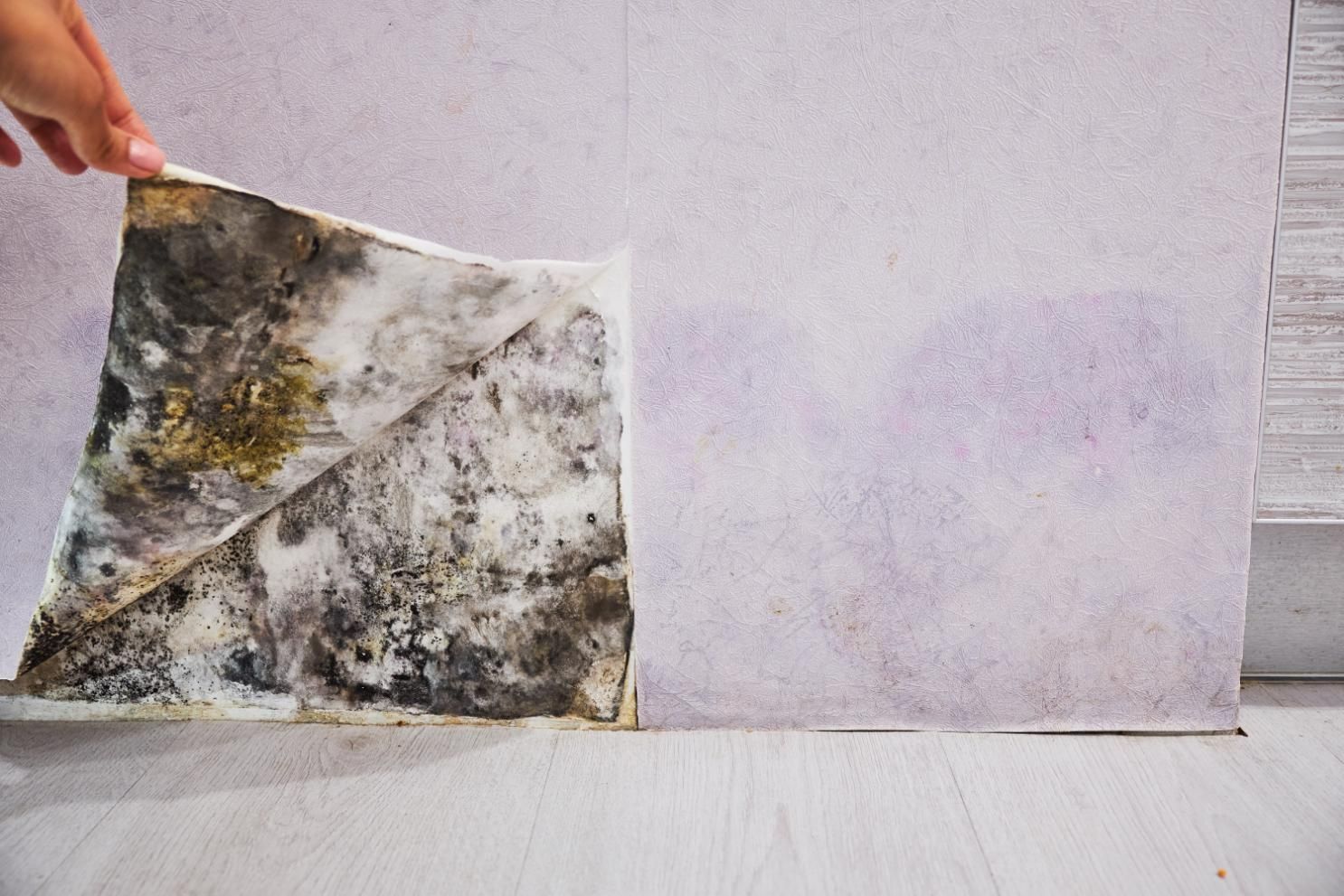 A hand lifts a piece of peeling wallpaper to reveal extensive dark mold growth.