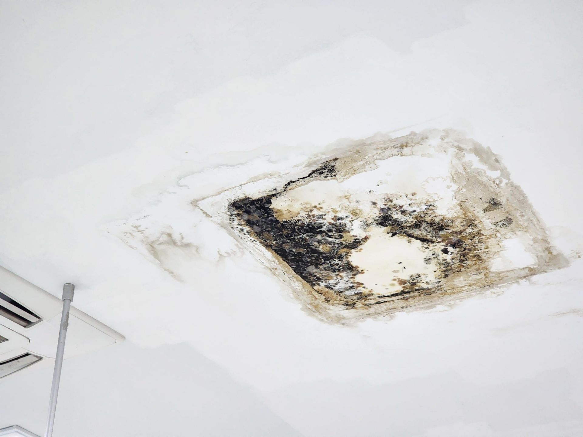 A patch of black mold and water damage on a white ceiling.