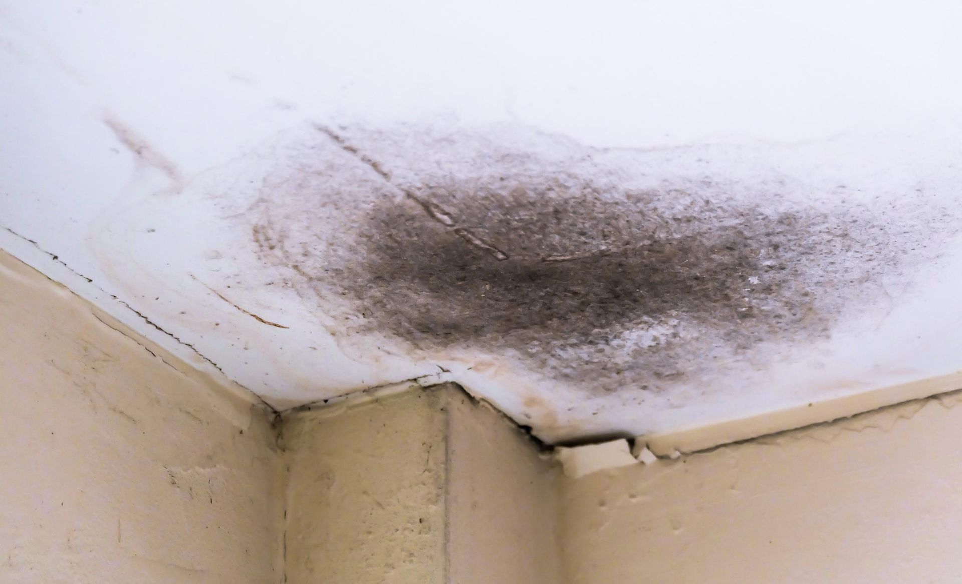 A dark, expansive mold stain on a white ceiling corner.