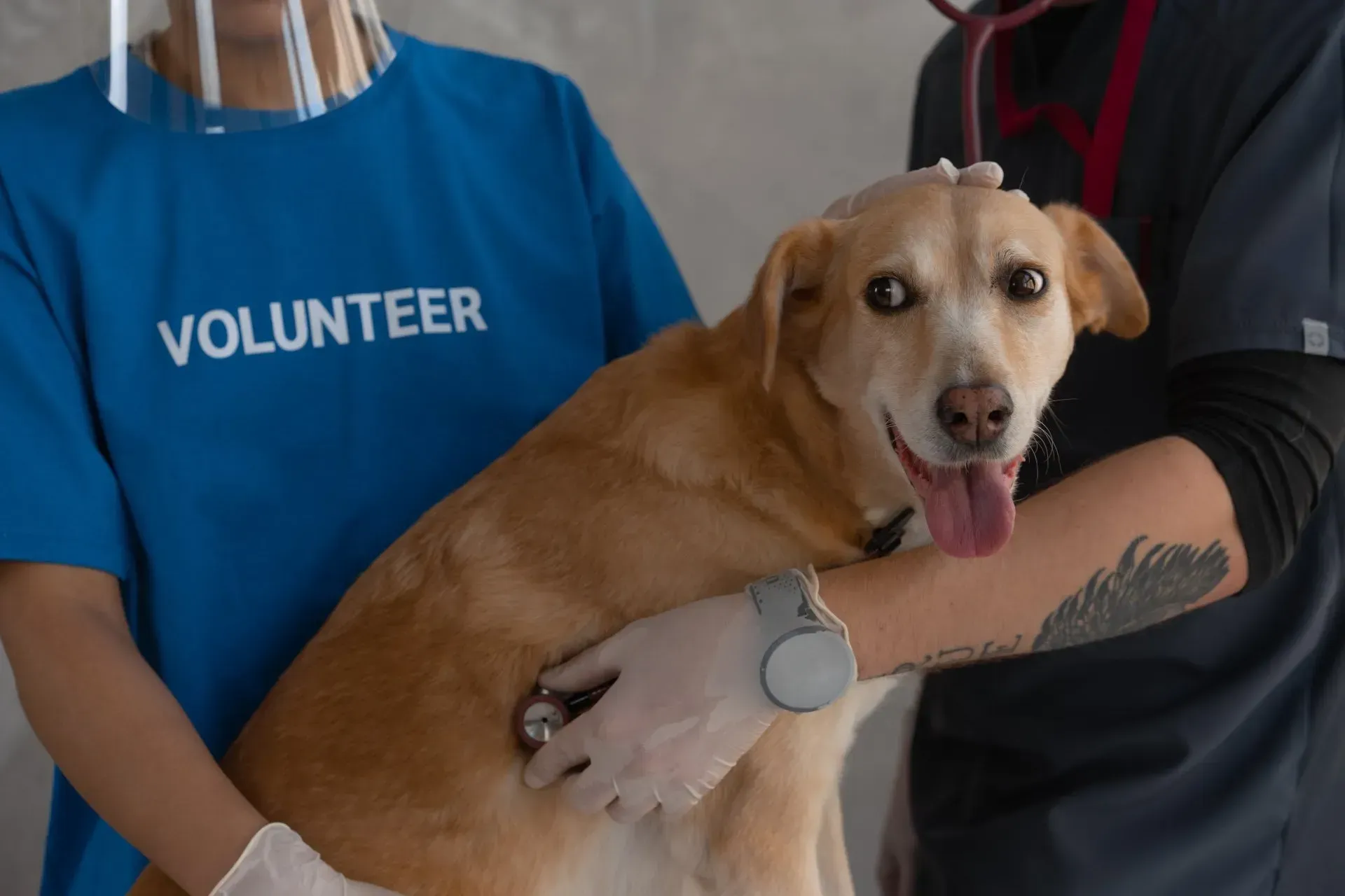 A volunteer and a veterinarian use a stethoscope to examine a tan dog in a clinic setting.